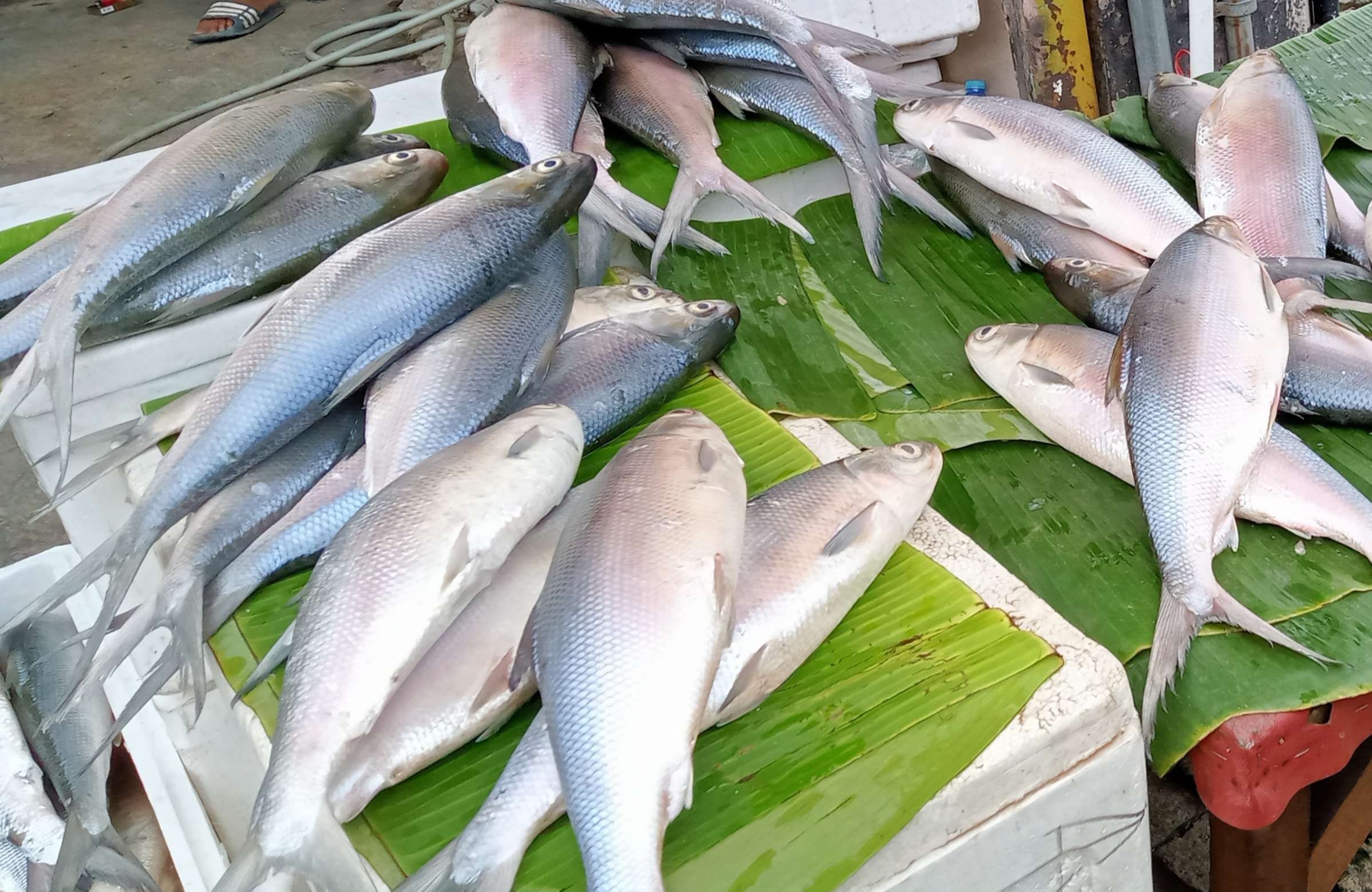 Ikan bandeng di Pasar Rawa Belong Jakarta untuk persediaan Imlek (Foto: Asmanu Sudarso/ngopibareng.id)