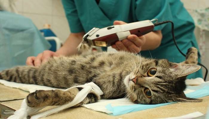 Ilustrasi proses steril pada kucing juga memiliki manfaat bagi kesehatan kucing dan lingkungan. (Foto: Istimewa)