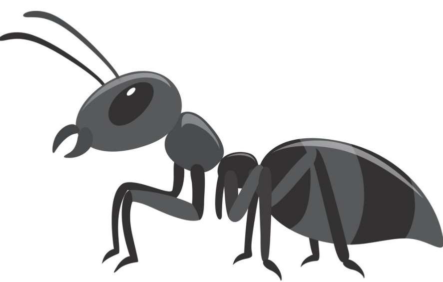 Ilustrasi semut hitam. (Grafis: Istimewa)
