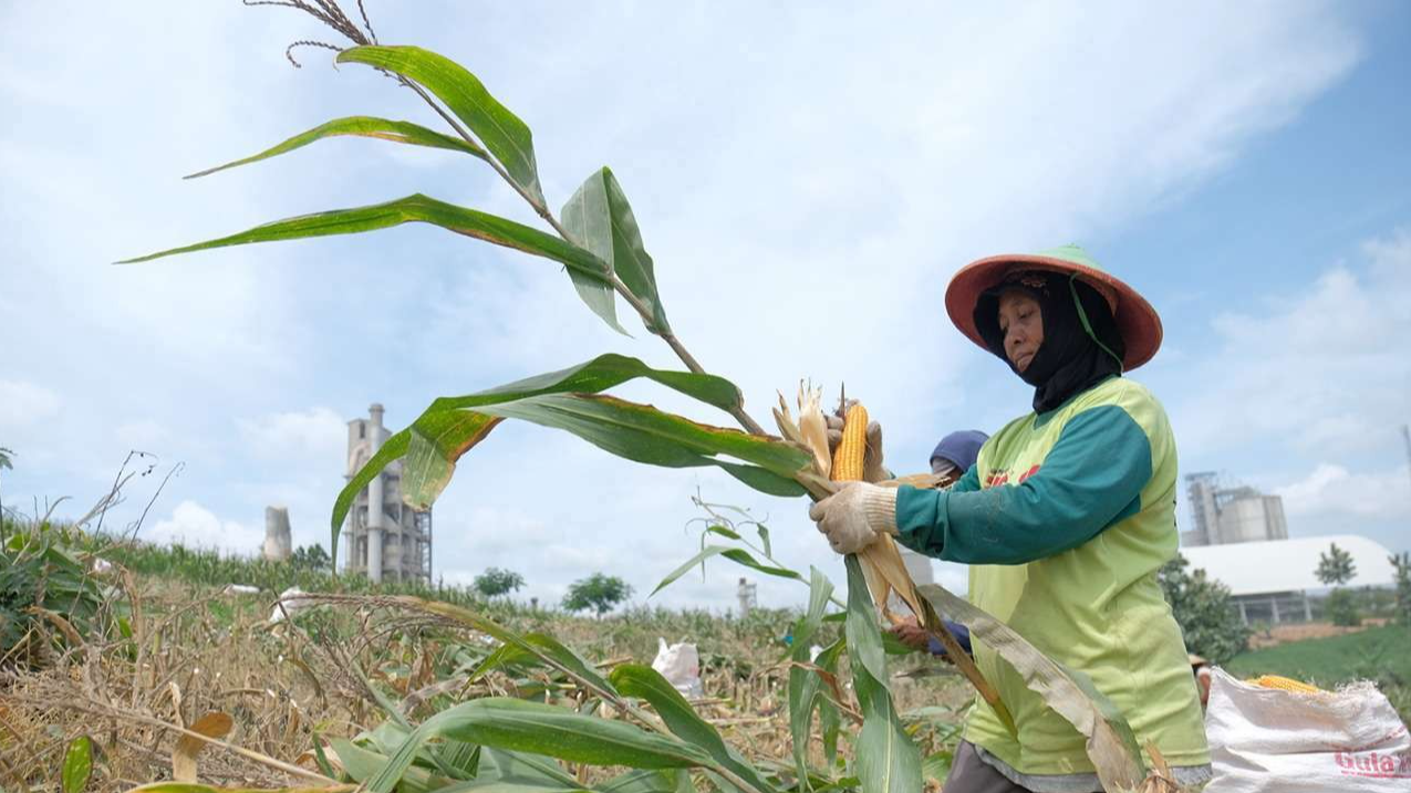 Petani sanggem memanen tanaman jagung yang difasilitasi PT. Semen Gresik. (Foto: Istimewa)