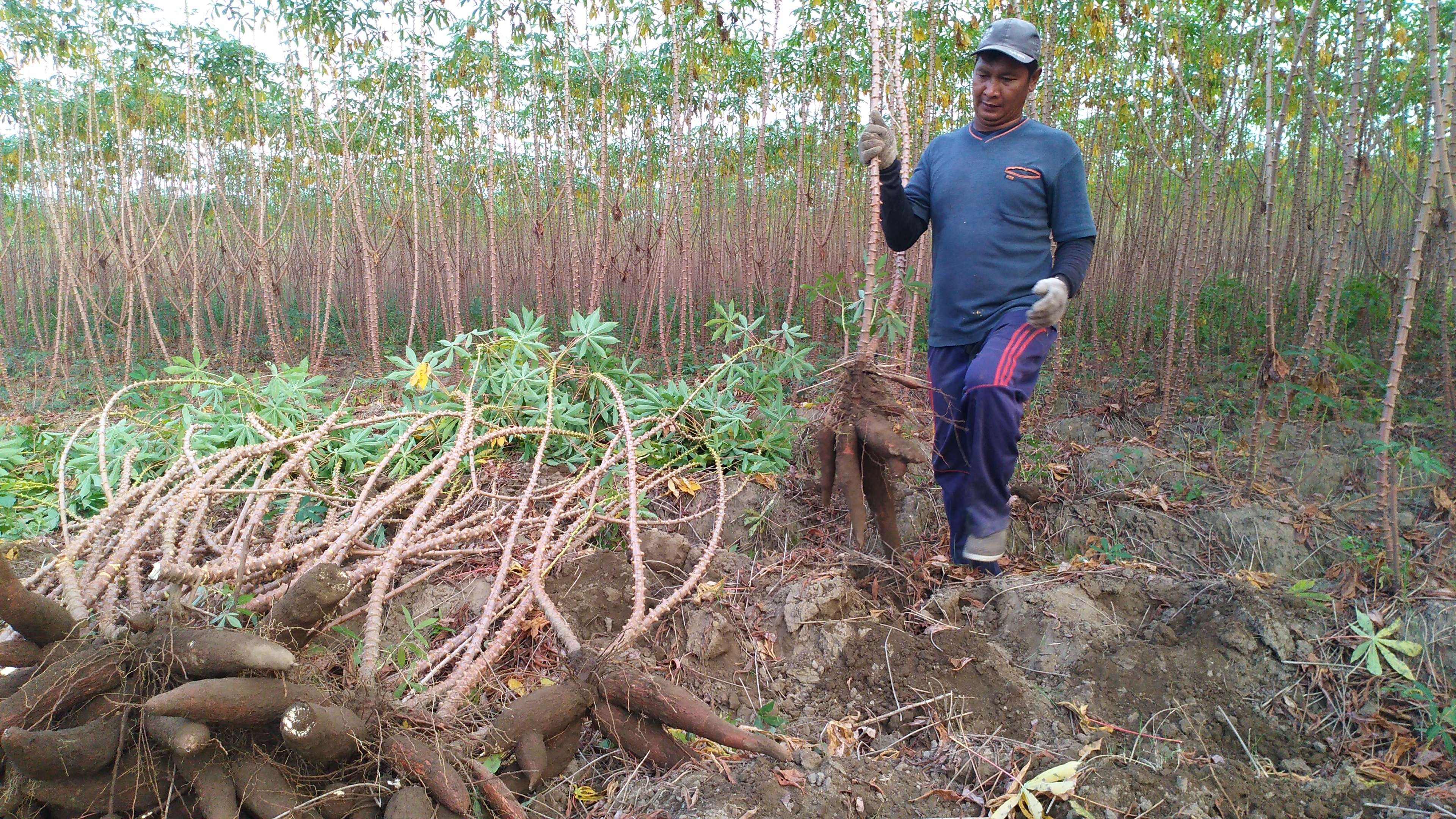 Petani di Kabupaten Jombang saat melakukan panen singkong. (Foto: Mardiansyah Triraharjo/Ngopibareng.id)