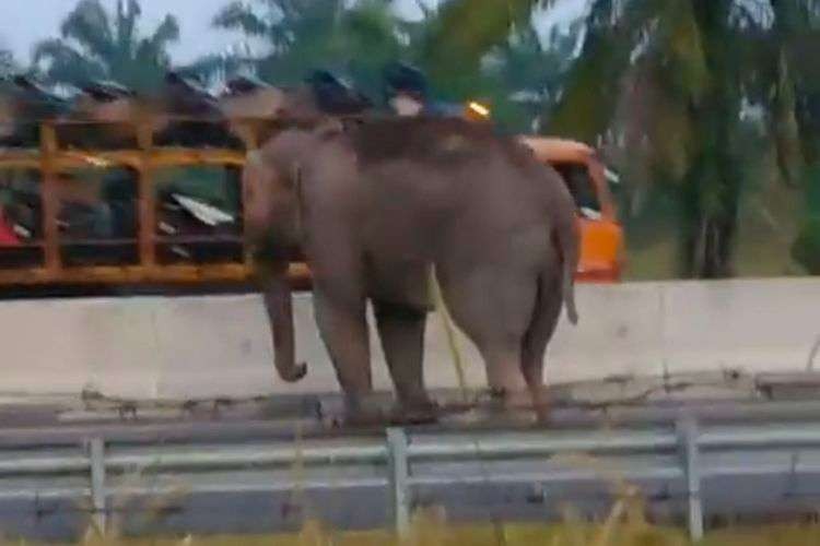 Seekor gajah melintas di jalan tol Pekanbaru-Dumai tepatnya di KM 73 Desa Pinggir, Kecamatan Pinggir, Kabupaten Bengkalis, Riau.(Tangkap layar akun Facebook Erwin Nababan)