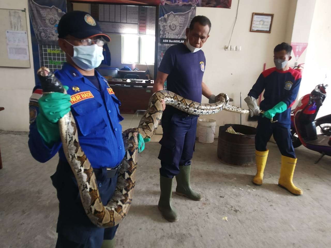 Petugas Damkar Lamongan hendak mengirim ular sanca kembang tangkapannya ke BKSDA Surabaya. (Foto: Imron Rosidi/Ngopibareng.id)