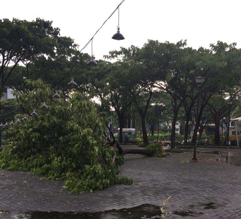 Pohon tumbang di kawasan Surabaya Barat akibat Hujan Angin. (Foto: Istimewa)