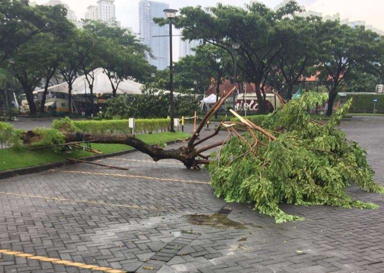 Pohon tumbang di kawasan Surabaya Barat akibat hujan disertai angin kencang. (Foto: Istimewa)