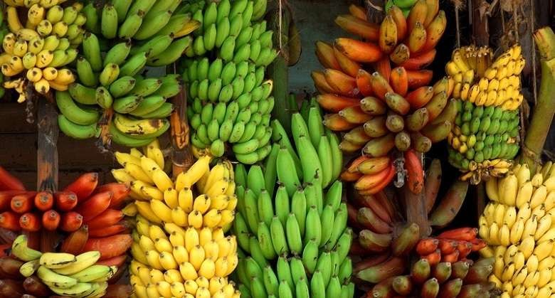 Ilustrasi jenis-jenis buah pisang yang populer di Indonesia. (Foto: Istimewa)