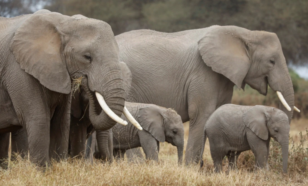 Ilustrasi gajah. (Foto: Istimewa)