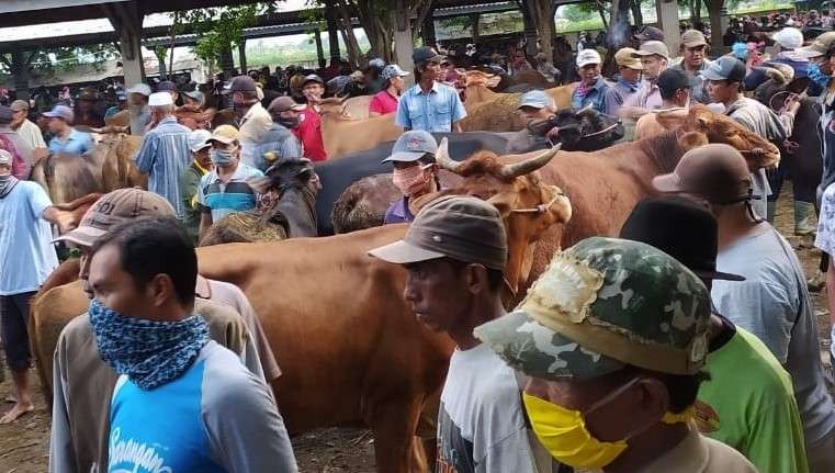 Harga sapi di pasar hewan di Probolinggo naik Rp500 ribu-1 juta per ekor, diduga dipicu kenaikan daging sapi di DKI Jakarta. (Foto: Ikhsan Mahmudi/Ngopibareng.id)