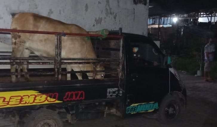 Barang bukti seekor sapi dan mobil pikap (Foto:Istimewa)