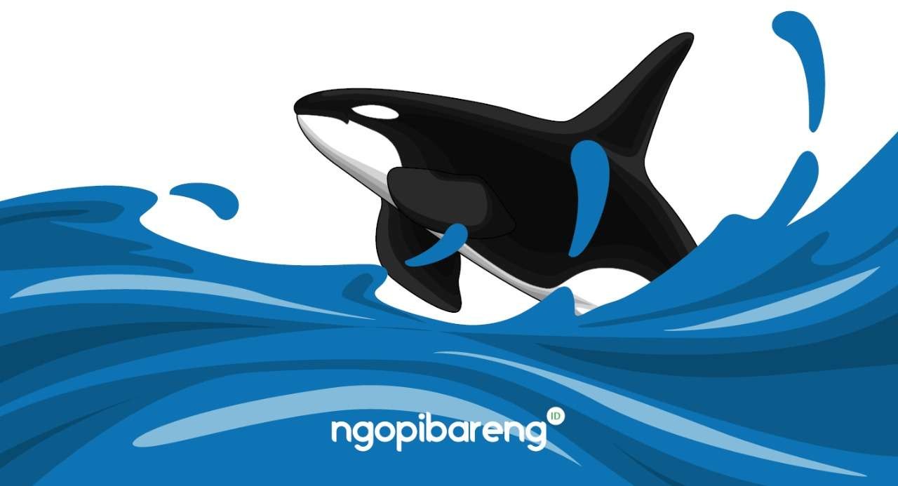 Ilustrasi paus orca. (Grafis: Fa Vidhi/Ngopibareng.id)
