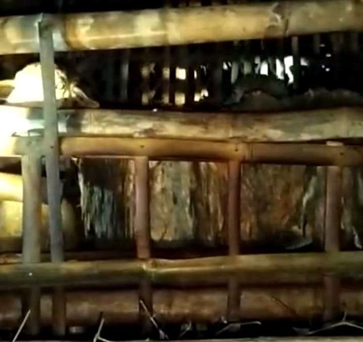 Seekor kambing milik korban yang sempat dibawa oleh pelaku (Foto :Tangkap Layar Video)