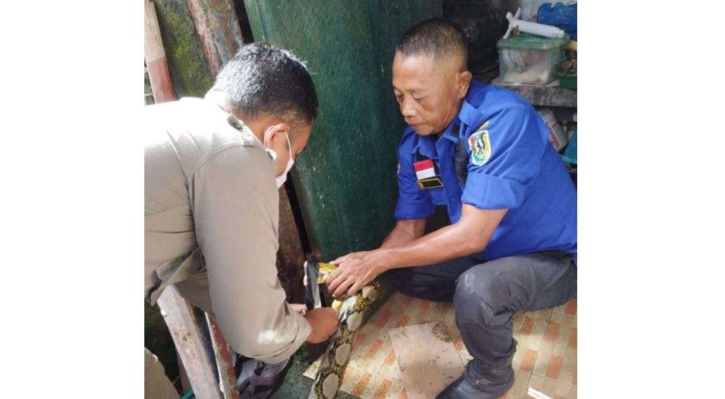 Petugas Satpol PP dan Damkar Kabupaten Tuban melakukan upaya evakuasi ular sanca. (Foto: Dok. Istimewa)