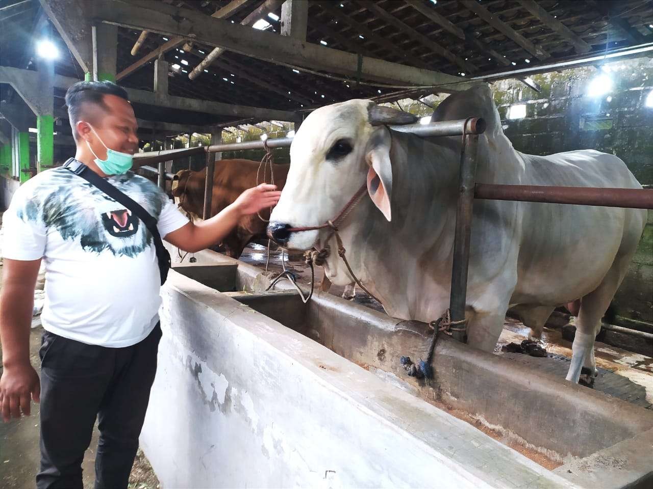Salah seorang warga Desa Megeri saat berada di kandang sapi UGM Yogyakarta. (Foto: Warga Desa Megeri untuk Ngopibareng.id)