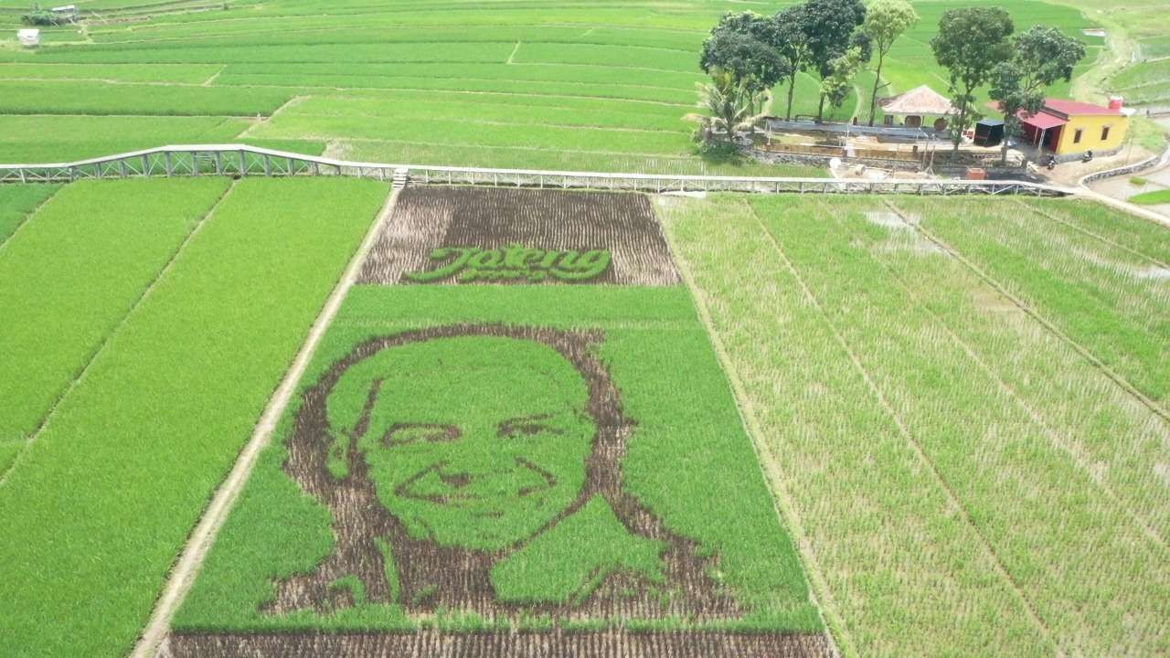 Dipadukan dengan padi warna hijau biasa, padi yang ditanam Sri Gunawan di sawah menjadi sebuah gambar Ganjar Pranowo yang sangat eksotis. (Foto: istimewa)