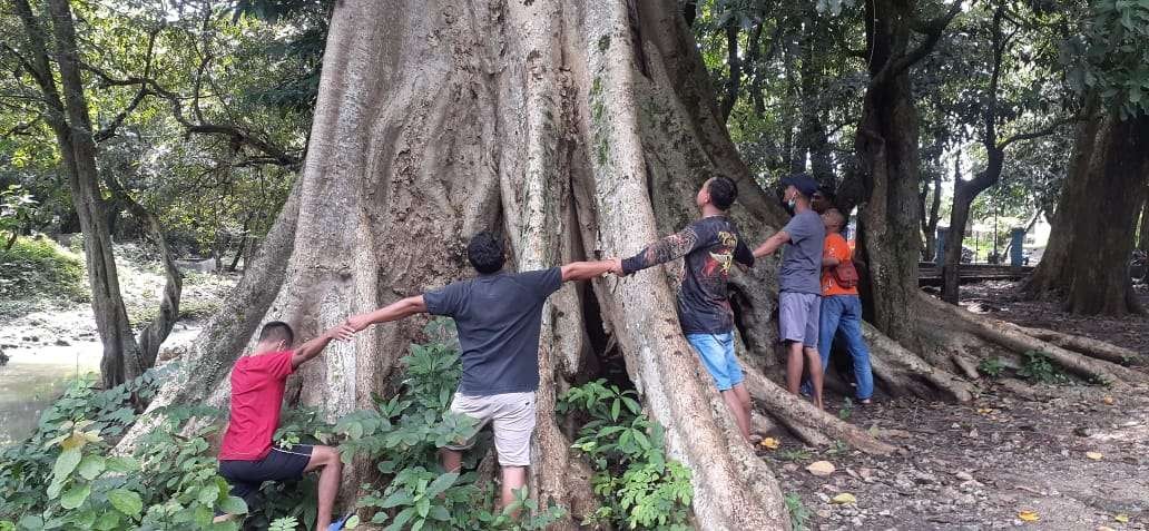 Pohon Winong diperkirakan berusia di atas 100 tahun yang tumbuh di Sendang (telaga,) Grogolan, Desa Ngunut, Kecamatan Dander, Bojonegoro. (foto: Desa Ngunut/ngopibareng)