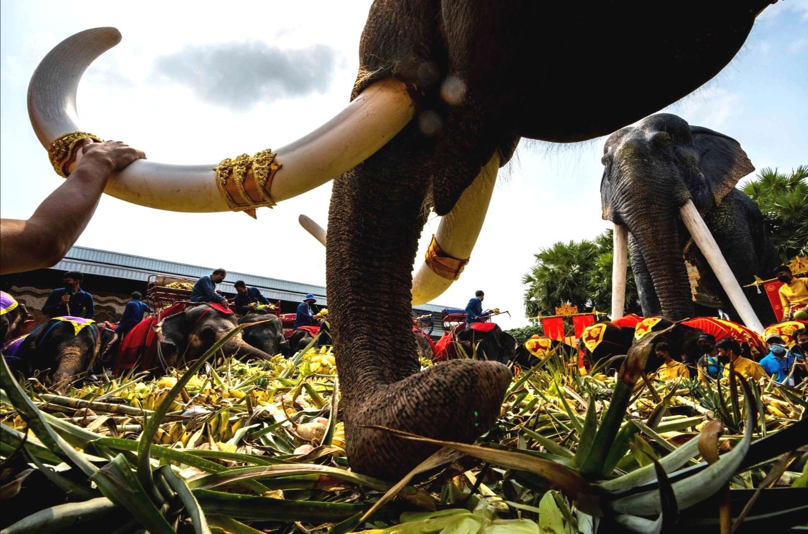 Sekitar 60 ekor gajah menikmati jamuan makan buah-buahan di sebuah kebun raya ketika Thailand merayakan Hari Gajah.(Foto: Reuters)