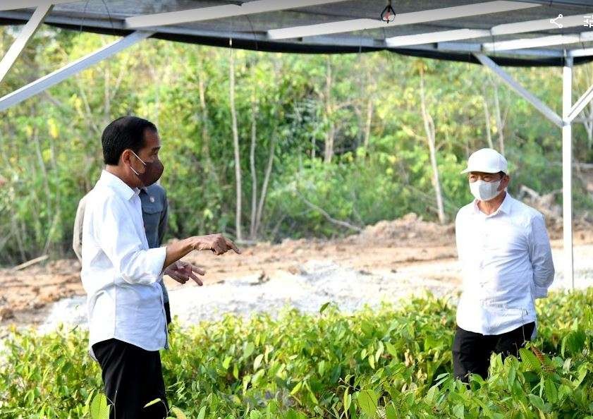Presiden Joko Widodo meninjau persemaian Mentawir yang terletak di Desa Mentawir, Kecamatan Sepaku, Kabupaten Penajam Paser Utara. (Foto: Setpres)