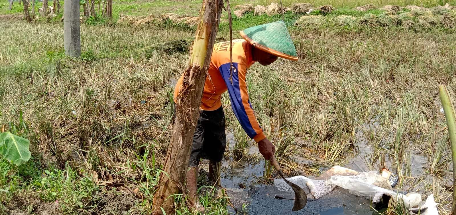 Jumari, 67 tahun, warga Desa Pojokwatu, Cepu berada menunjukkan kondisi sawahnya setelah padi dipanen lebih awal. (Foto: Ahmad Sampurno/Ngopibareng.id)