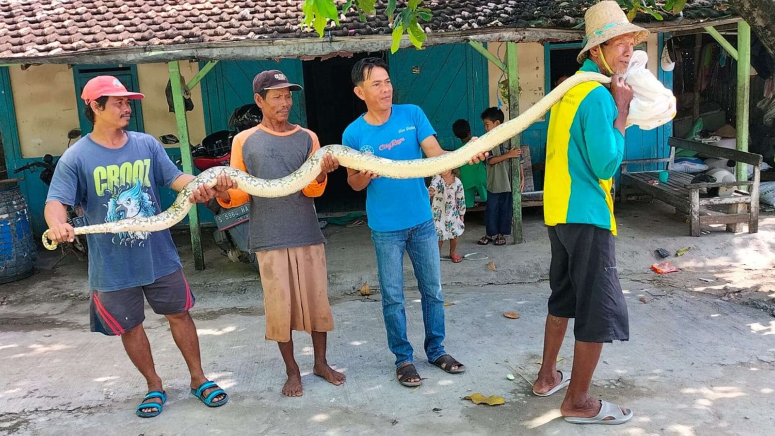 Sejumlah warga Kabupaten Tuban menunjukkan ular piton yang ditangkap (Foto: Istimewa)