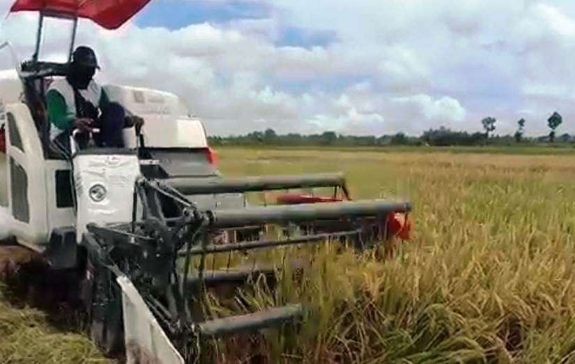 Operator traktor sedang memanen padi di lahan. (Foto: Istimewa)