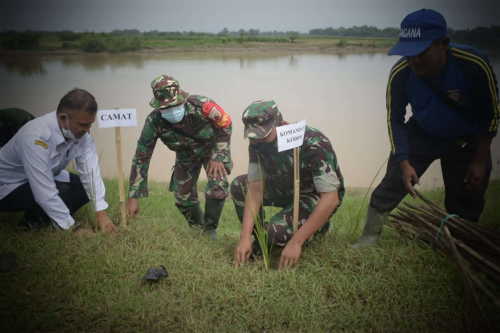 Dandim Tuban bersama anggota dan masyarakat menanam rumput vetiver di bantaran sungai Bengawan Solo (Foto: Dok. Humas Kodim Tuban)
