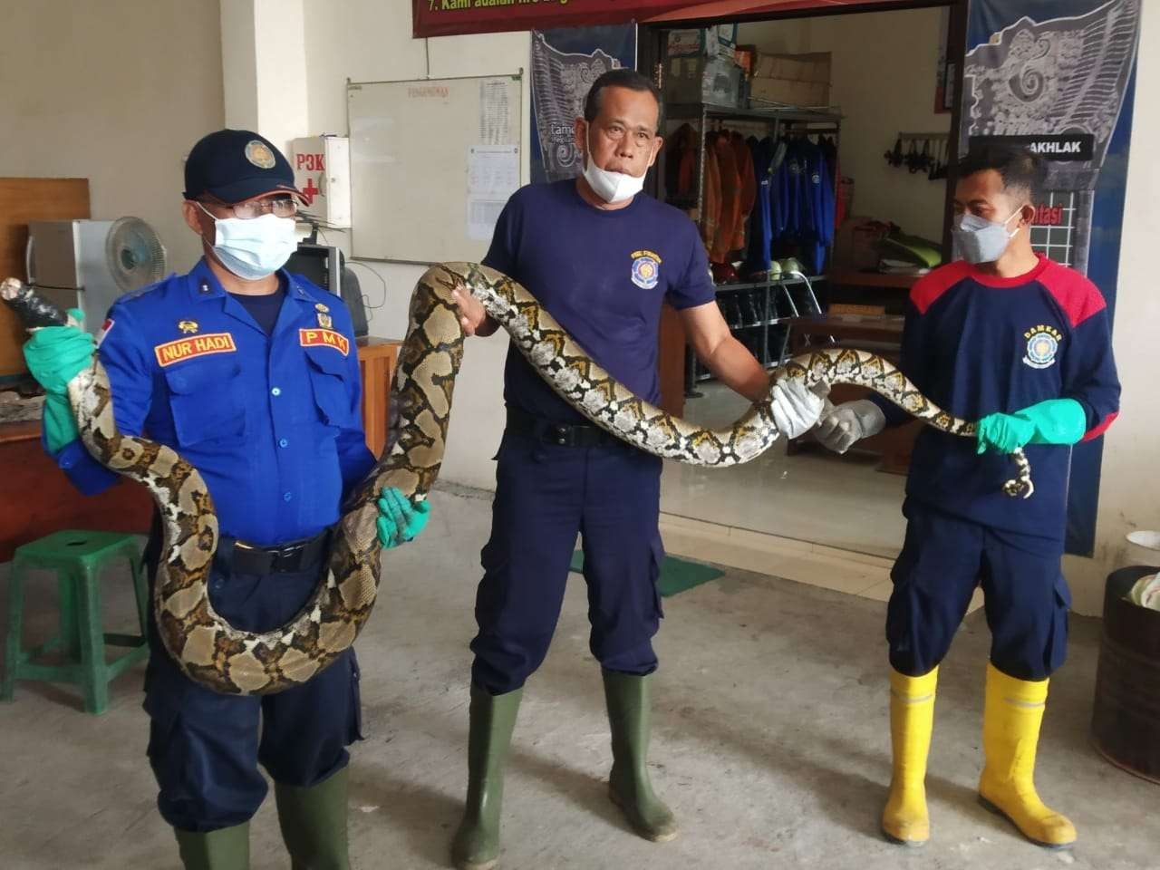Petugas Damkar Lamongan memamerkan ular hasil tangkapan (Foto: Imron Rosidi/ngopibareng.id)