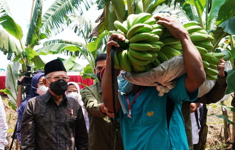 Wapres KH Ma'ruf Amin hadiri panen pisang Cavendish (Foto: Setwapres )