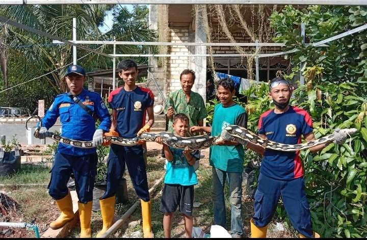 Petugas pemadam kebakaran Paciran Lamongan menunjukkan ular sepanjang 5 meter yang mereka tangkap karena meresahkan warga. (Foto: Istimewa)