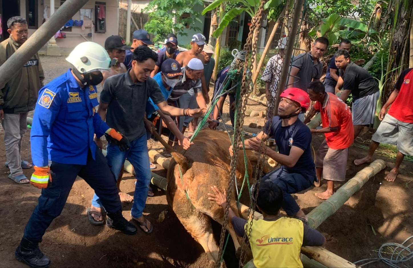 Damkar Bondowoso dibantu warga mengevakuasi sapi seberat 9 kwintal dari dalam sumur tua sedalam 10 meter. (Foto: Guido Sapham/ngopibareng.id).