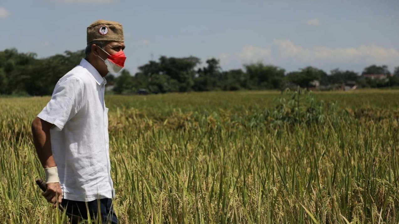 Gubernur Jawa Tengah Ganjar Pranowo saat ikut panen padi organik di Desa Papungan Blitar, Minggu 17 April 2022. (Foto: Istimewa)