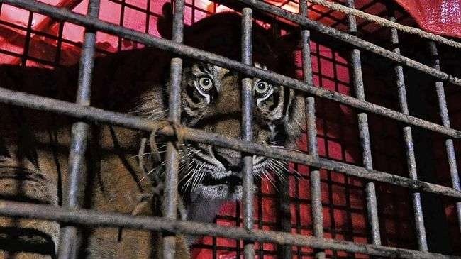 Ilustrasi Harimau Sumatera. Seorang dokter hewan menjadi korban gigitan dan cakaran Harimau Sumatera yang hendak ditolongnya, Minggu 24 April 2022. (Foto: Istimewa)