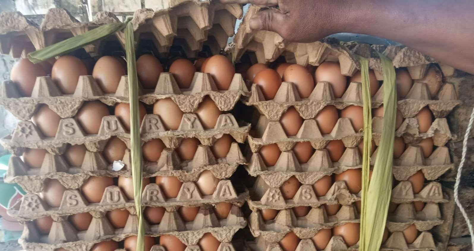 Telur ayam broiler yang siap dipasarkan. (Foto: Sujatmiko/Ngopibareng.id)
