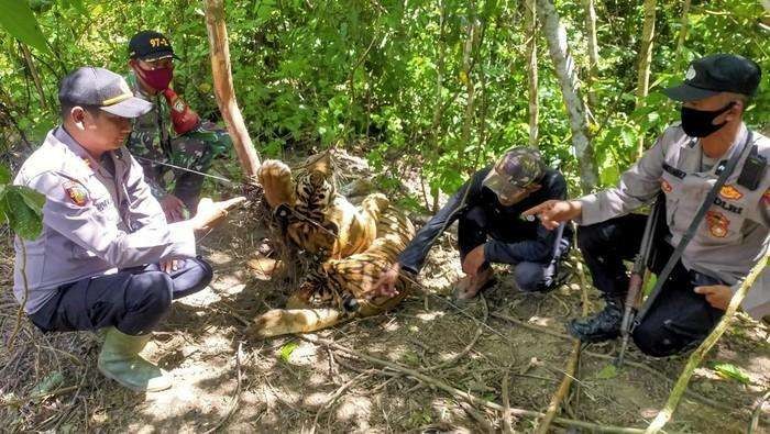 Dua ekor harimau sumatera ditemukan mati terkena jebakan babi di Aceh Timur. (Foto: Ant)