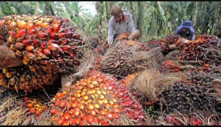 Ilustrasi buah kelapa sawit. (Foto: Istimewa)