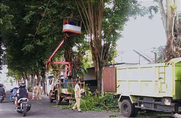 Mobil truck lift dan dump truck milik DLH Bondowoso memangkas pohon rindang menjorok ke jalan dan menutupi PJU di jalan-jalan Bondowoso. (Foto: Guido Saphan/Ngopibareng.id)