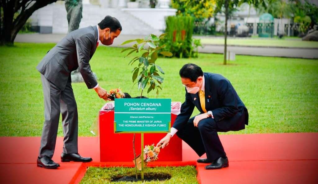 Perdana Menteri (PM) Jepang Kishida Fumio didampingi Presiden Jokowi menanam pohon Cendana di halaman Istana Kepresidenan Bogor. (Foto: Setpres)