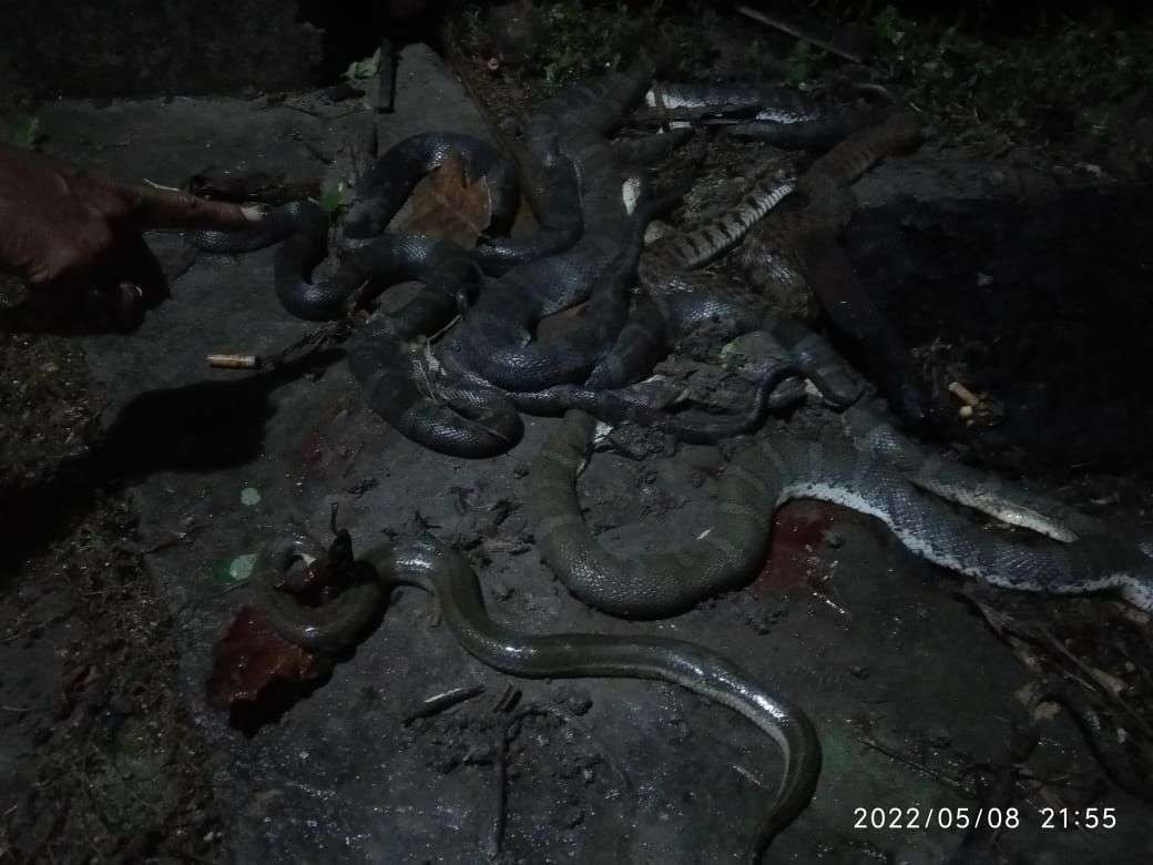 Belasan ular sawah yang berhasil ditangkap saat banjir di Bojonegoro, pada Minggu malam 8 Mei 2022.(Foto: Sujatmiko/Ngopibareng.id)