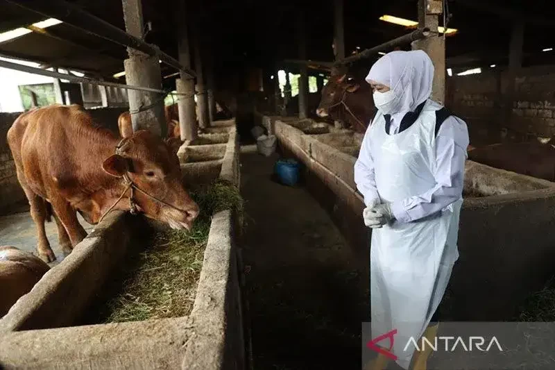 Gubernur Jatim Khofifah Indar Parawansa tinjau sapi salah satu peternakan warga. (Foto: Ant)