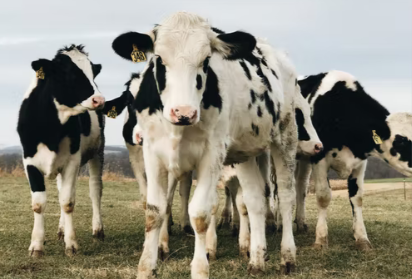 Wabah penyakit pada mulut dan kuku (PMK) dilaporkan menyerang sedikitnya 1.247 ekor ternak sapi di Mojokerto, Lamongan, Sidoarjo dan Gresik. (Foto: unsplash)