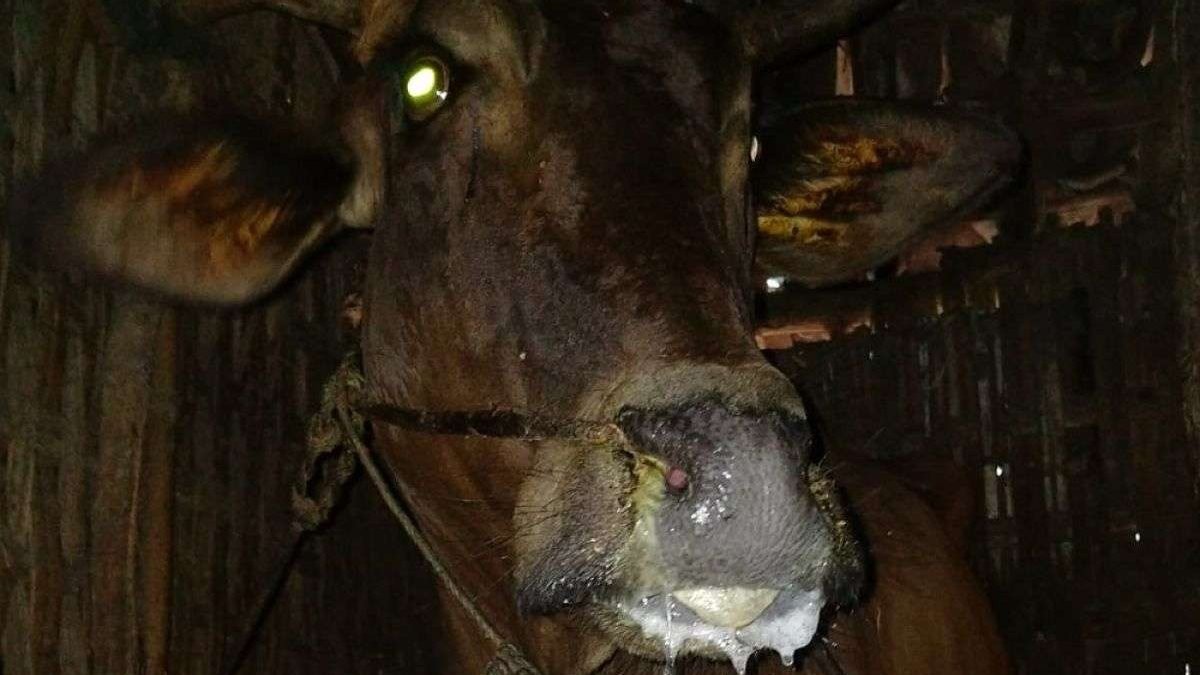 Kondisi sapi milik peternak di Kabupaten Probolinggo yang terjangkit penyakit mulut dan kaki (PMK). (Foto: Dinas Peternakan dan Kesehatan Hewan di Kabupaten Probolinggo)