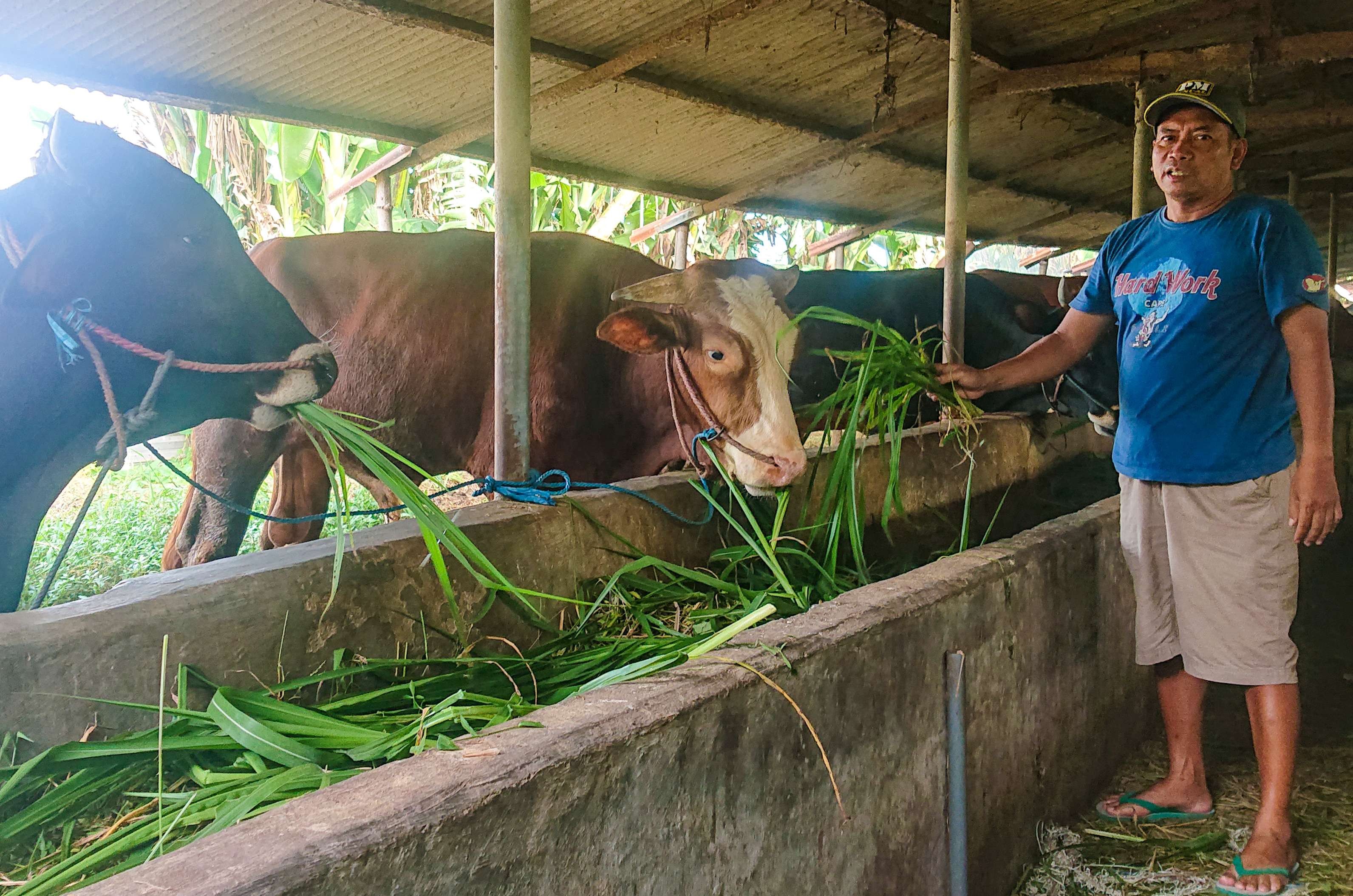 Mustofa sedang memberi makan sapi (Foto: Aini/Ngopibareng.id)
