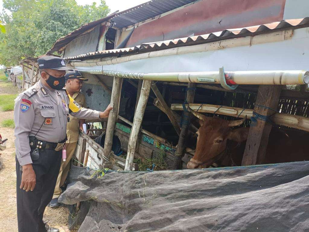 Anggota polisi di Lamongan turut melakukan pencegahan meluasnya penyebaran PMK pada hewan ternak di wilayahnya. (Foto: Imron Rosidi/Ngopibareng.id)