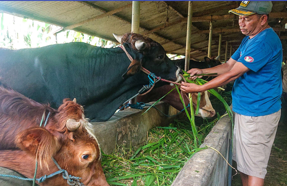 Mustofa sedang memberi makan sapi di kandangnya (Foto: Aini/Ngopibareng.id)