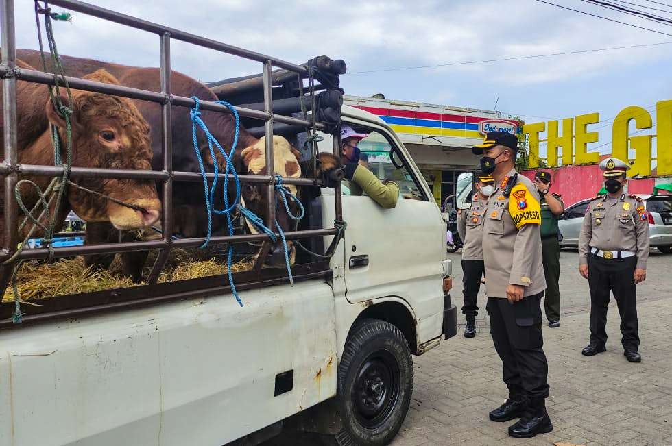 Kapolresta Sidoarjo batasi pengiriman sapi keluar daerah (foto: Aini/Ngopibareng.id)
