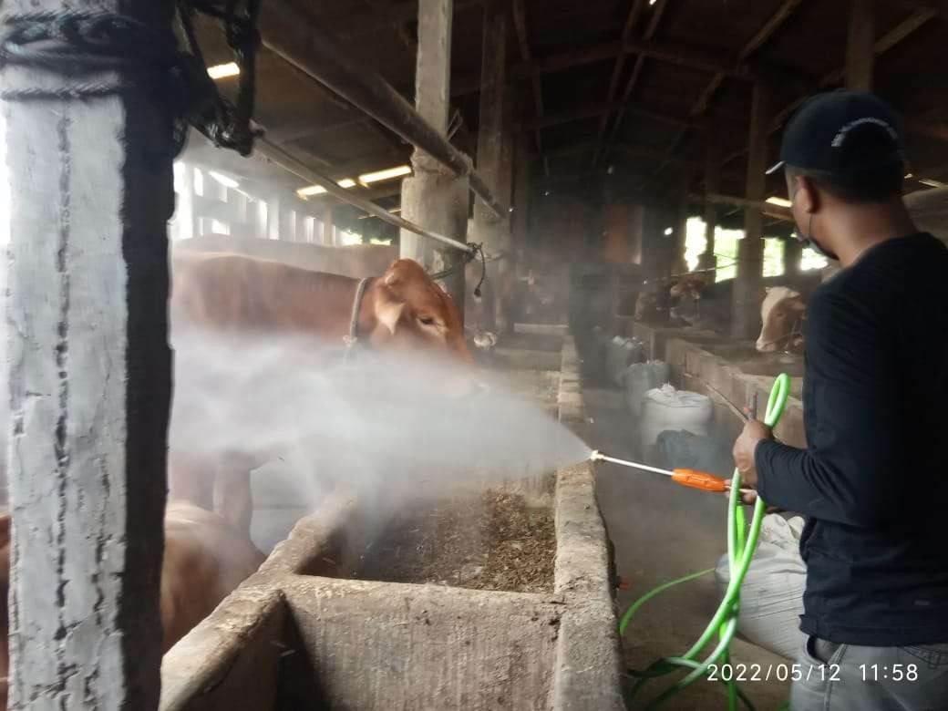 Dinas Peternakan Lamongan melakukan penyemprotan disinfektan untuk menanggulangi PMK pada ternak sapi di Desa Soko, Kecamatan Tikung, Lamongan. (Foto: Imron Rosidi/Ngopibareng.id)