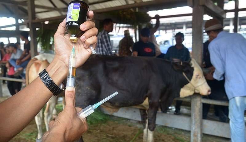 Petugas sedang menyuntik ternak sapi untuk mencegah wabah PMK. (Foto: Ant)