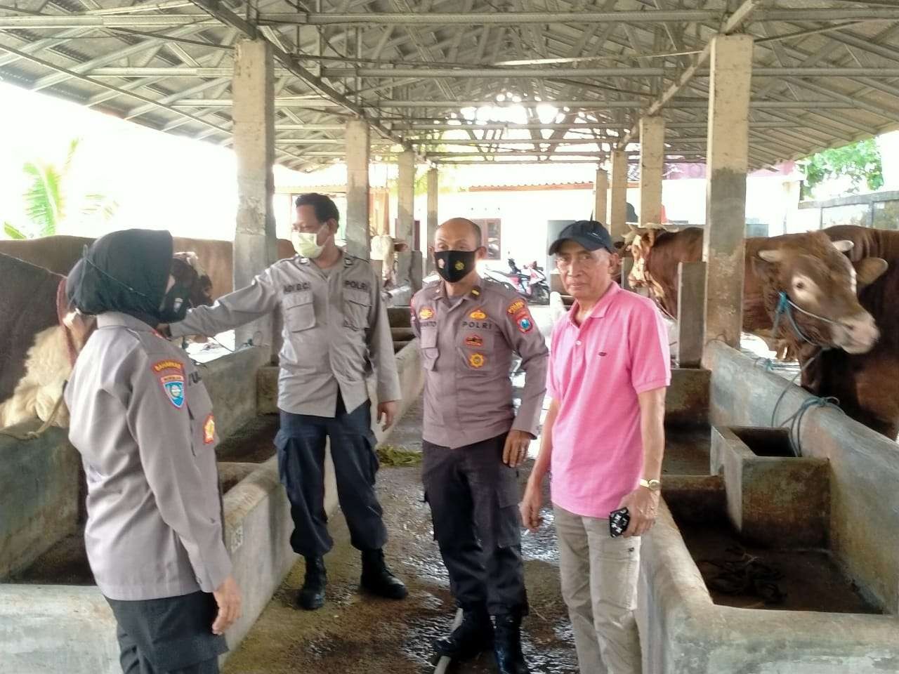 Anggota Polres Jember saat meninjau peternakan sapi di Kecamatan Gumukmas. (Foto: Istimewa)