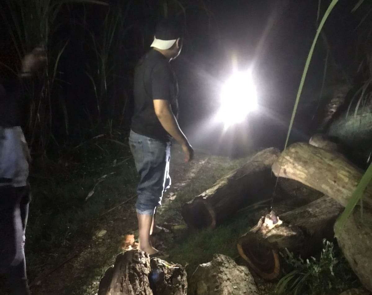 Polisi saat melakukan tangkap tangan terhadap pencuri kayu senokeling di Gunung Jenggawah (Foto: Istimewa)