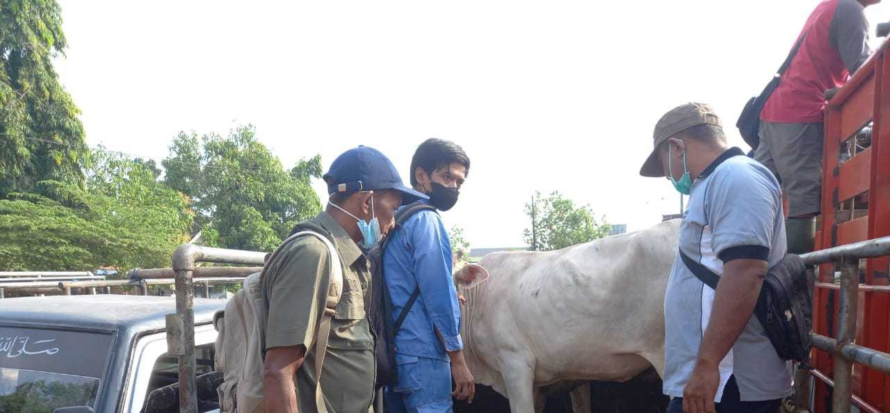 Petugas sedang memeriksa kondisi kesehatan sapi sebelum diperjualbelikan. (Foto: Ahmad Sampurno/Ngopibareng.id)