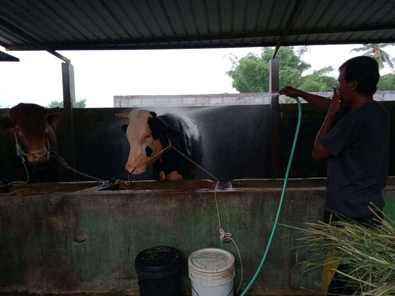 Salah satu peternak sapi di Malang Raya (Foto: Lalu Theo/ngopibareng.id)